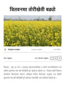 चितवनमा तोरीखेती बढ्यो
